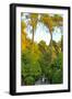 Three Iranian women walking through the Bagh-e Eram (Garden of Paradise), Shiraz, Iran, Middle East-James Strachan-Framed Photographic Print