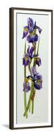 Three Irises with Leaves-Joan Thewsey-Framed Giclee Print