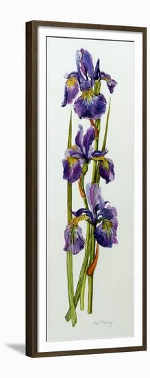 Three Irises with Leaves-Joan Thewsey-Framed Giclee Print