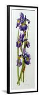 Three Irises with Leaves-Joan Thewsey-Framed Giclee Print