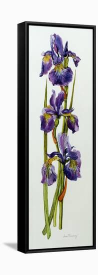 Three Irises with Leaves-Joan Thewsey-Framed Stretched Canvas