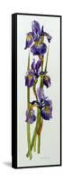 Three Irises with Leaves-Joan Thewsey-Framed Stretched Canvas