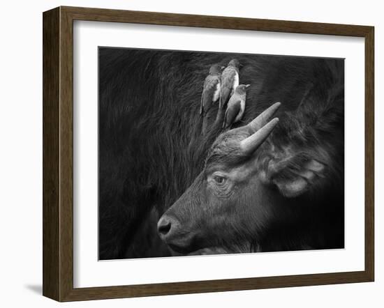 Three Is a Crowd!-Ali Khataw-Framed Photographic Print