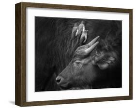 Three Is a Crowd!-Ali Khataw-Framed Photographic Print