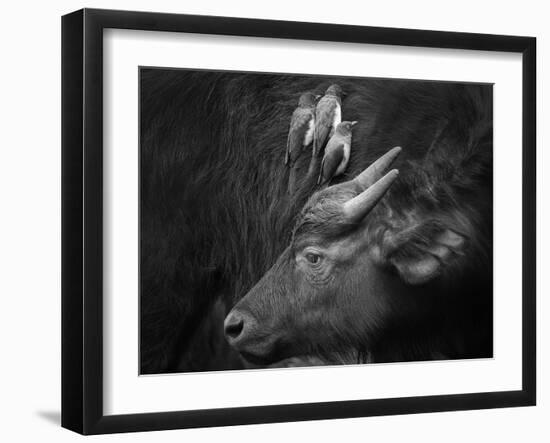 Three Is a Crowd!-Ali Khataw-Framed Photographic Print