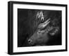 Three Is a Crowd!-Ali Khataw-Framed Photographic Print