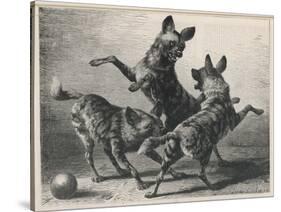 Three Jackals Playing Together-Beckman-Stretched Canvas