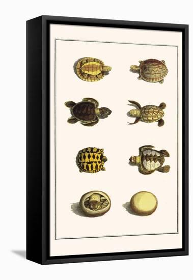 Three Keeled Land Tortoise, Star Tortoise, Green Turtles and Egg-Albertus Seba-Framed Stretched Canvas