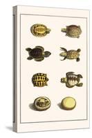 Three Keeled Land Tortoise, Star Tortoise, Green Turtles and Egg-Albertus Seba-Stretched Canvas