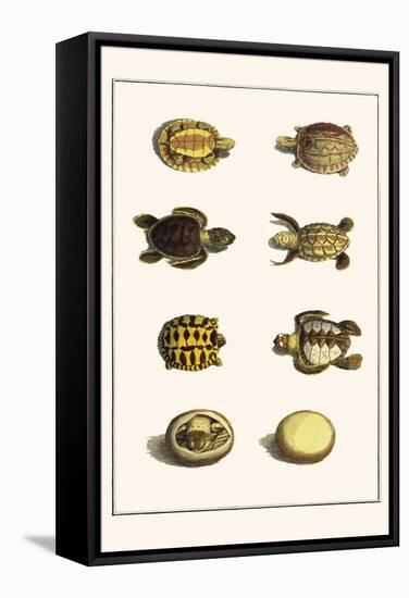 Three Keeled Land Tortoise, Star Tortoise, Green Turtles and Egg-Albertus Seba-Framed Stretched Canvas