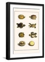 Three Keeled Land Tortoise, Star Tortoise, Green Turtles and Egg-Albertus Seba-Framed Art Print