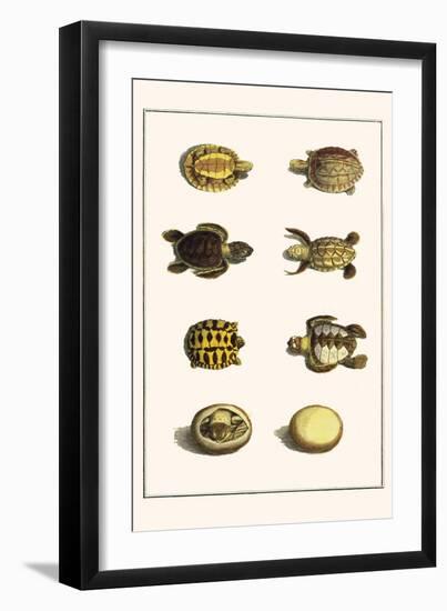 Three Keeled Land Tortoise, Star Tortoise, Green Turtles and Egg-Albertus Seba-Framed Art Print