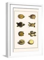 Three Keeled Land Tortoise, Star Tortoise, Green Turtles and Egg-Albertus Seba-Framed Art Print