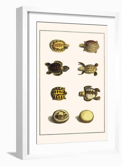 Three Keeled Land Tortoise, Star Tortoise, Green Turtles and Egg-Albertus Seba-Framed Art Print