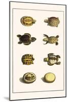 Three Keeled Land Tortoise, Star Tortoise, Green Turtles and Egg-Albertus Seba-Mounted Art Print