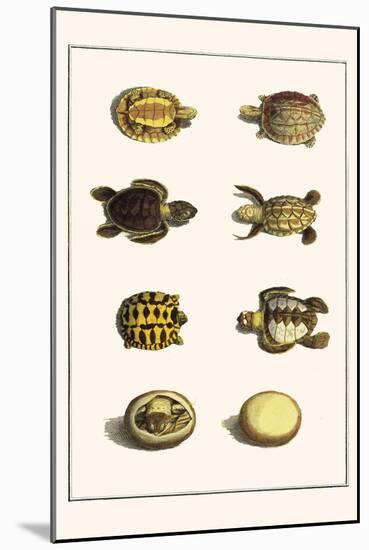 Three Keeled Land Tortoise, Star Tortoise, Green Turtles and Egg-Albertus Seba-Mounted Art Print