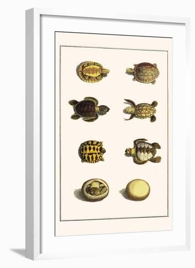 Three Keeled Land Tortoise, Star Tortoise, Green Turtles and Egg-Albertus Seba-Framed Art Print