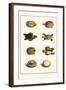 Three Keeled Land Tortoise, Star Tortoise, Green Turtles and Egg-Albertus Seba-Framed Art Print