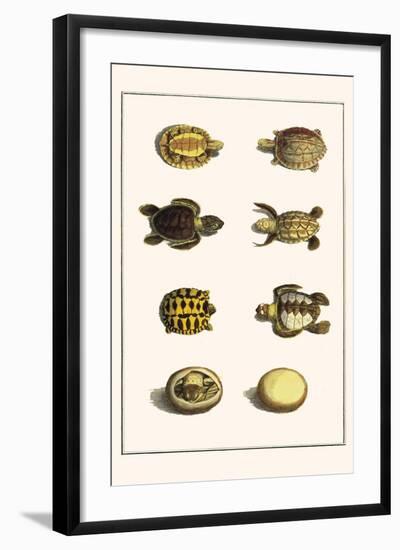 Three Keeled Land Tortoise, Star Tortoise, Green Turtles and Egg-Albertus Seba-Framed Art Print