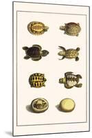 Three Keeled Land Tortoise, Star Tortoise, Green Turtles and Egg-Albertus Seba-Mounted Art Print