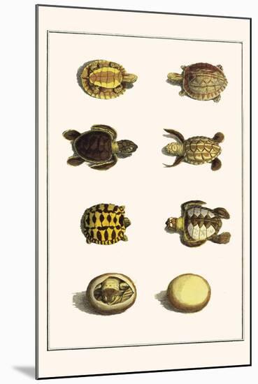 Three Keeled Land Tortoise, Star Tortoise, Green Turtles and Egg-Albertus Seba-Mounted Art Print