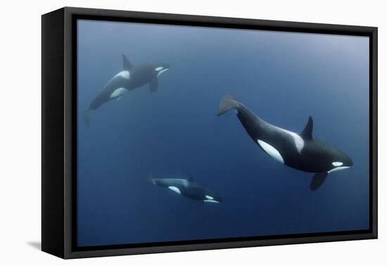 Three Killer Whales - Orcas (Orcinus Orca) Underwater, Kristiansund, Nordm?re, Norway, February-Aukan-Framed Stretched Canvas