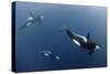 Three Killer Whales - Orcas (Orcinus Orca) Underwater, Kristiansund, Nordm?re, Norway, February-Aukan-Stretched Canvas