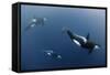 Three Killer Whales - Orcas (Orcinus Orca) Underwater, Kristiansund, Nordm?re, Norway, February-Aukan-Framed Stretched Canvas