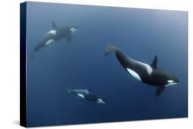 Three Killer Whales - Orcas (Orcinus Orca) Underwater, Kristiansund, Nordm?re, Norway, February-Aukan-Stretched Canvas