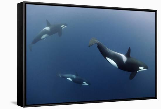 Three Killer Whales - Orcas (Orcinus Orca) Underwater, Kristiansund, Nordm?re, Norway, February-Aukan-Framed Stretched Canvas