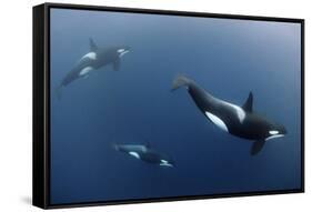 Three Killer Whales - Orcas (Orcinus Orca) Underwater, Kristiansund, Nordm?re, Norway, February-Aukan-Framed Stretched Canvas