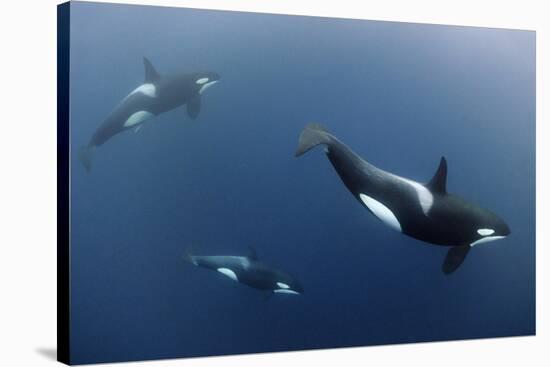 Three Killer Whales - Orcas (Orcinus Orca) Underwater, Kristiansund, Nordm?re, Norway, February-Aukan-Stretched Canvas