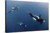 Three Killer Whales - Orcas (Orcinus Orca) Underwater, Kristiansund, Nordm?re, Norway, February-Aukan-Stretched Canvas