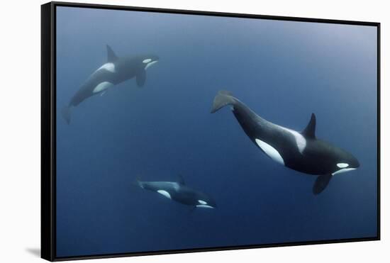 Three Killer Whales - Orcas (Orcinus Orca) Underwater, Kristiansund, Nordm?re, Norway, February-Aukan-Framed Stretched Canvas