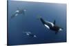 Three Killer Whales - Orcas (Orcinus Orca) Underwater, Kristiansund, Nordm?re, Norway, February-Aukan-Stretched Canvas