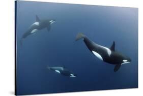 Three Killer Whales - Orcas (Orcinus Orca) Underwater, Kristiansund, Nordm?re, Norway, February-Aukan-Stretched Canvas