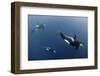 Three Killer Whales - Orcas (Orcinus Orca) Underwater, Kristiansund, Nordm?re, Norway, February-Aukan-Framed Premium Photographic Print