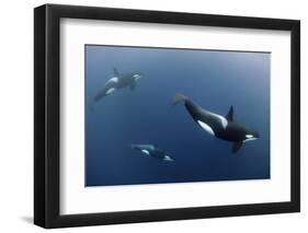 Three Killer Whales - Orcas (Orcinus Orca) Underwater, Kristiansund, Nordm?re, Norway, February-Aukan-Framed Premium Photographic Print