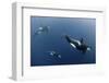 Three Killer Whales - Orcas (Orcinus Orca) Underwater, Kristiansund, Nordm?re, Norway, February-Aukan-Framed Premium Photographic Print