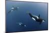 Three Killer Whales - Orcas (Orcinus Orca) Underwater, Kristiansund, Nordm?re, Norway, February-Aukan-Mounted Premium Photographic Print