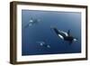 Three Killer Whales - Orcas (Orcinus Orca) Underwater, Kristiansund, Nordm?re, Norway, February-Aukan-Framed Photographic Print