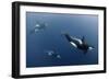 Three Killer Whales - Orcas (Orcinus Orca) Underwater, Kristiansund, Nordm?re, Norway, February-Aukan-Framed Photographic Print
