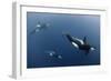 Three Killer Whales - Orcas (Orcinus Orca) Underwater, Kristiansund, Nordm?re, Norway, February-Aukan-Framed Photographic Print