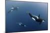 Three Killer Whales - Orcas (Orcinus Orca) Underwater, Kristiansund, Nordm?re, Norway, February-Aukan-Mounted Photographic Print