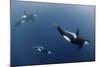 Three Killer Whales - Orcas (Orcinus Orca) Underwater, Kristiansund, Nordm?re, Norway, February-Aukan-Mounted Photographic Print