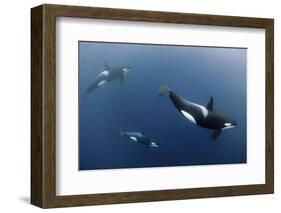 Three Killer Whales - Orcas (Orcinus Orca) Underwater, Kristiansund, Nordm?re, Norway, February-Aukan-Framed Photographic Print