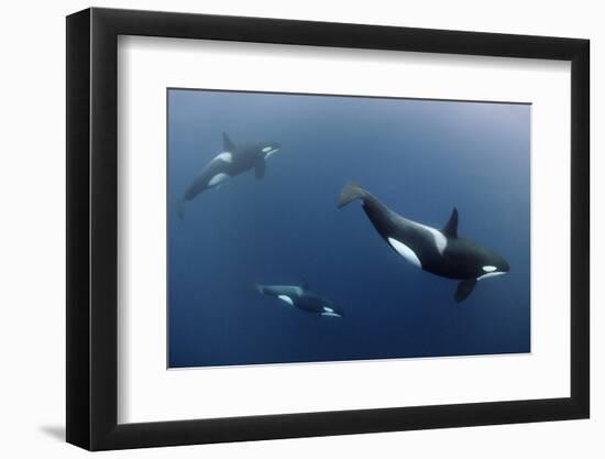 Three Killer Whales - Orcas (Orcinus Orca) Underwater, Kristiansund, Nordm?re, Norway, February-Aukan-Framed Photographic Print