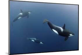 Three Killer Whales - Orcas (Orcinus Orca) Underwater, Kristiansund, Nordm?re, Norway, February-Aukan-Mounted Photographic Print