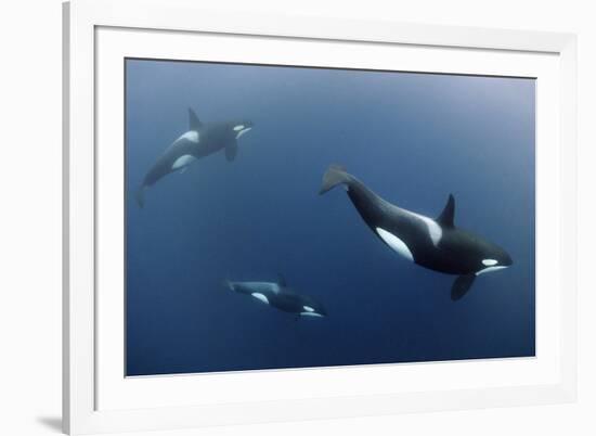 Three Killer Whales - Orcas (Orcinus Orca) Underwater, Kristiansund, Nordm?re, Norway, February-Aukan-Framed Photographic Print