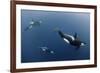 Three Killer Whales - Orcas (Orcinus Orca) Underwater, Kristiansund, Nordm?re, Norway, February-Aukan-Framed Photographic Print